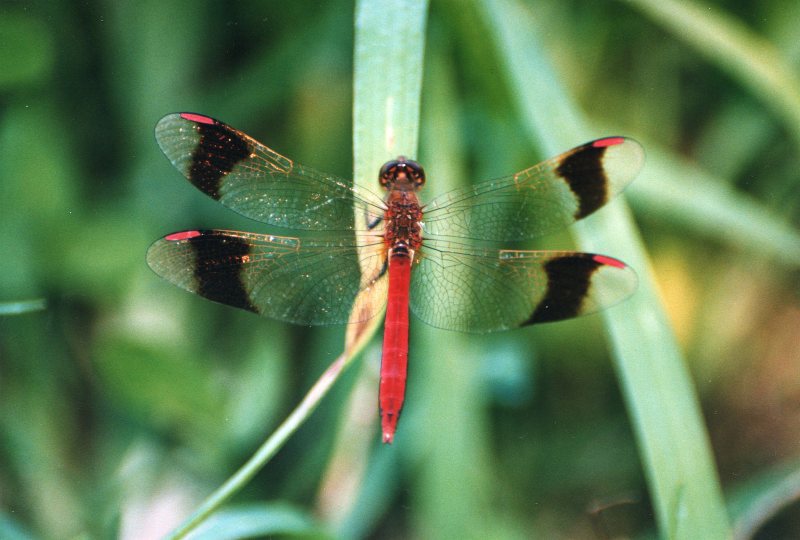 Sympetrum pedemontanum?